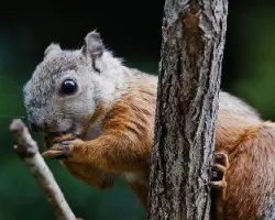 Sciurus variegatoides