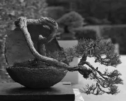 Bonsai