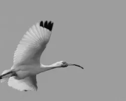 En vuelo