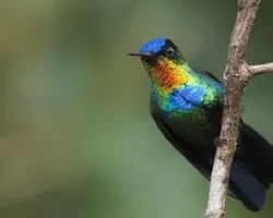 Panterpe insignis