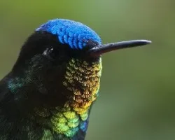 Panterpe insignis