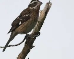 Pheucticus ludovicianus