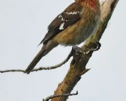 Pheucticus ludovicianus