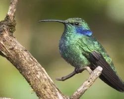 Colibri thalassinus
