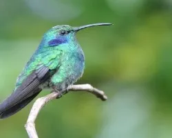 Colibri thalassinus