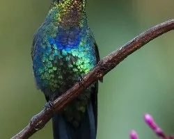 Panterpe insignis