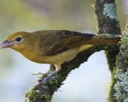 Piranga rubra