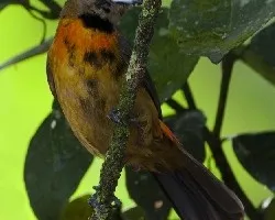 Ramphocelus costaricensis