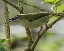 Cyanerpes cyaneus