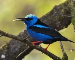 Cyanerpes cyaneus 