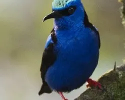 Cyanerpes cyaneus 