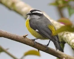 Coereba flaveola