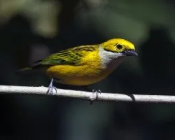 Tangara icterocephala