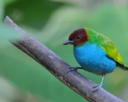 Tangara gyrola