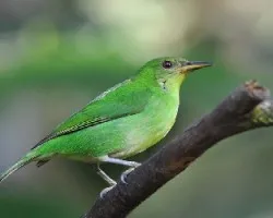 Chlorophanes spiza