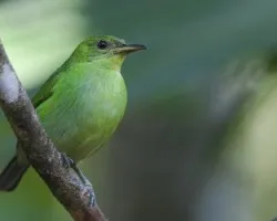 Chlorophanes spiza