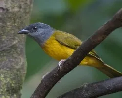 Eucometis penicillata 