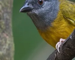 Eucometis penicillata 