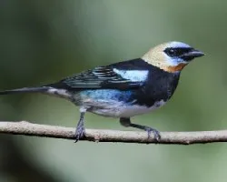 Tangara Larvata 