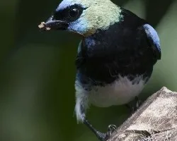 Tangara Larvata 