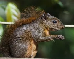 Ardilla