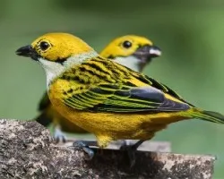 Tangara icterocephala