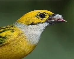 Tangara icterocephala