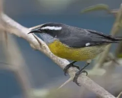 Coereba flaveola