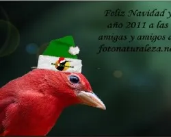 Feliz Navidad