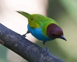 Tangara gyrola