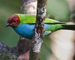 Tangara gyrola