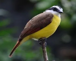 Pitangus sulphuratus