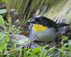 Atlapetes albinucha 