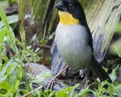 Atlapetes albinucha 