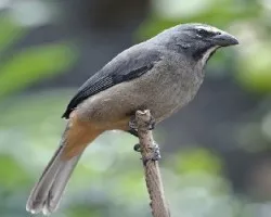 Saltator coerulescens