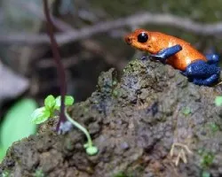 Oophaga Pumilio 