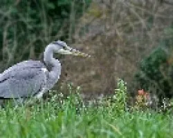 Garza Real (mi primera foto)