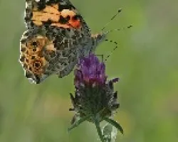 Mariposa