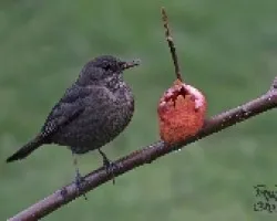 Hembra de Mirlo