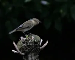 Mosquitero 