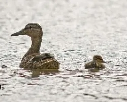 Madre e hijo