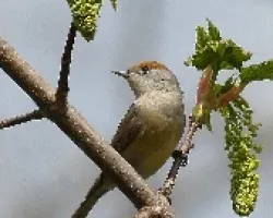 Curruca capirotada macho