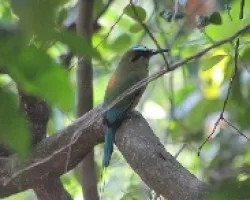 eumomota superciliosa