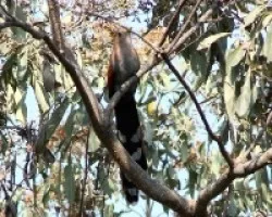 Piaya cayana, Chocolatero