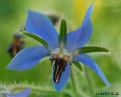 Borago oficinalis
