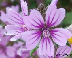 Malva (Malva silvestris)