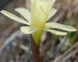 Narciso