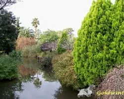 Palmeras y pinos en el lago