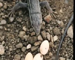 Lagartija colilarga (Psammodromus algirus) con sus huevos