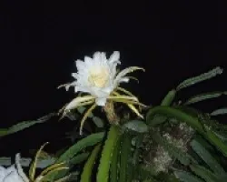 flor de pitahaya
